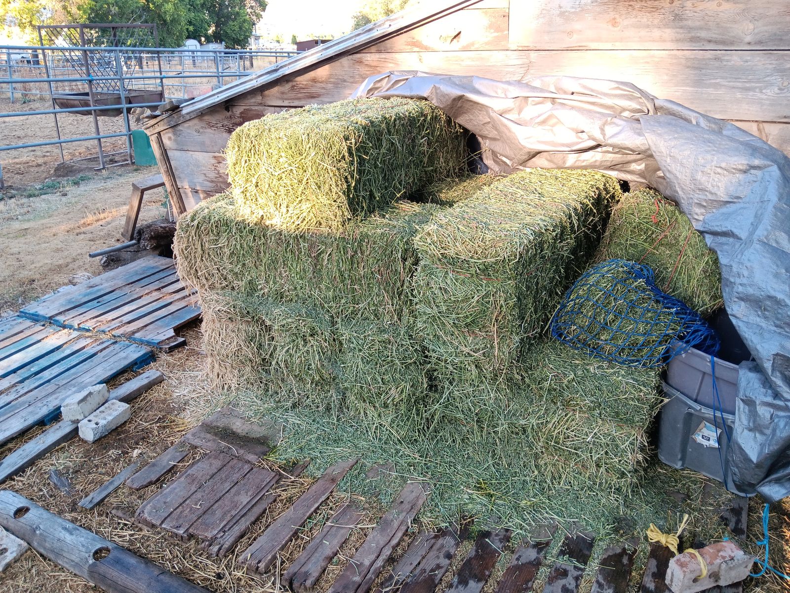Alfalfa Hay
