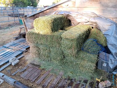 Alfalfa Hay