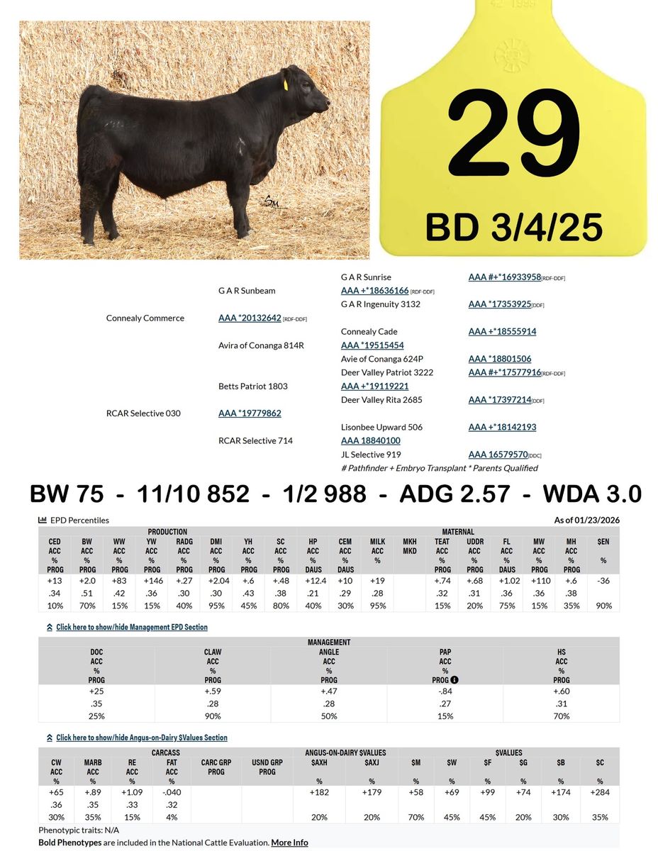 Registered Black Angus Yearling Heifer Bulls