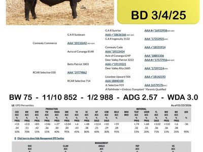 Registered Black Angus Yearling Heifer Bulls