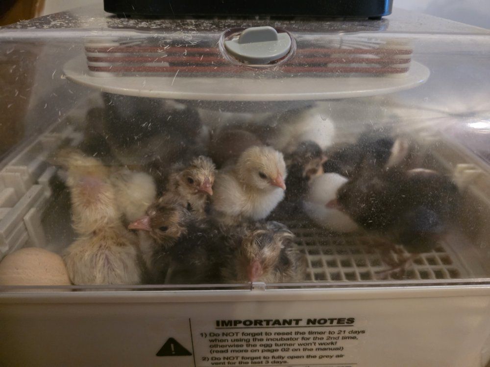 HATCHING EGG SALE