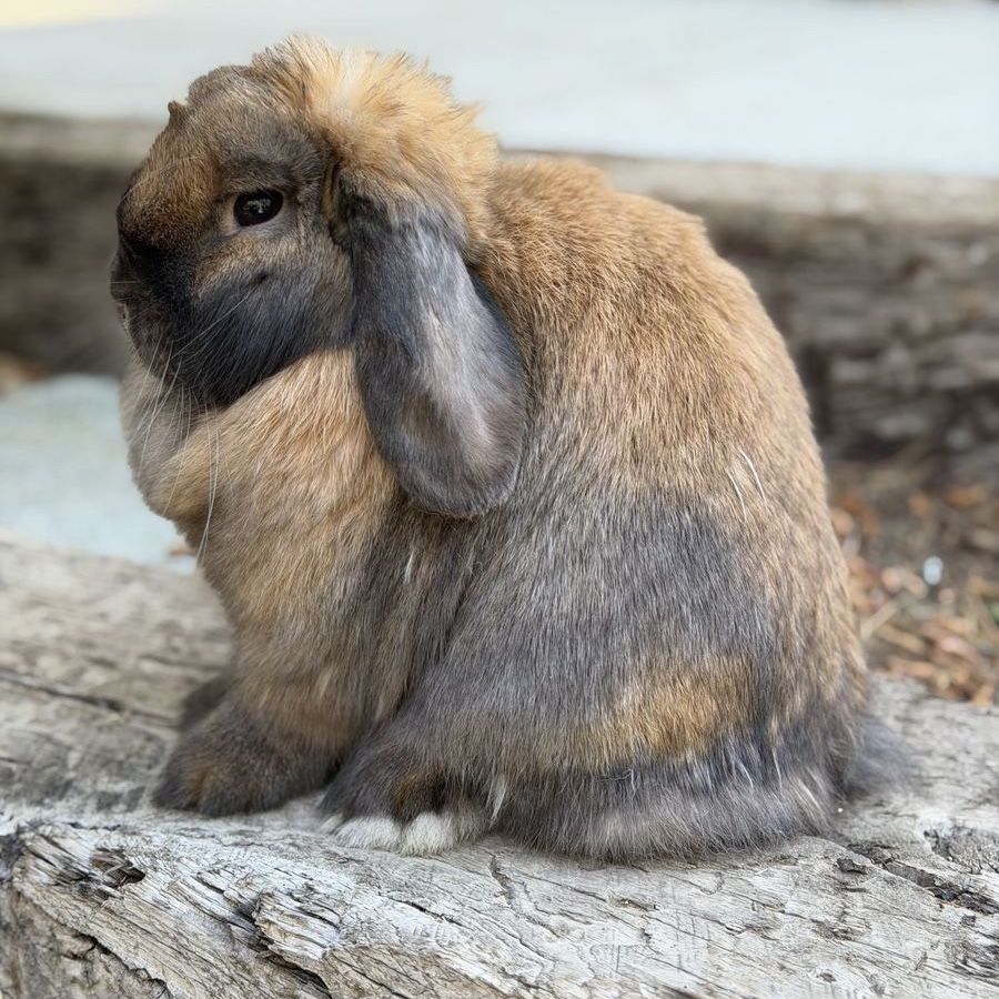 Holland Lop Doe