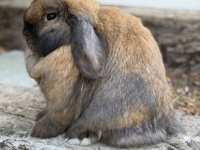 Holland Lop Doe