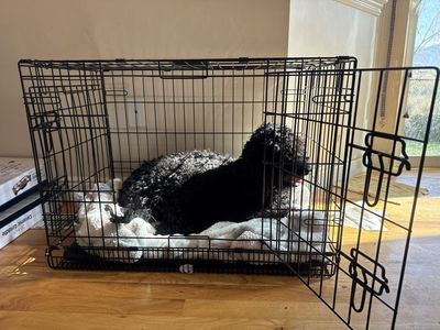 Dog Kennel/Crate