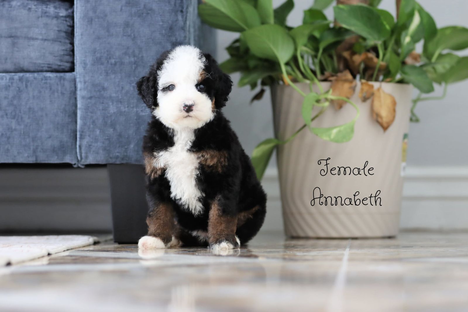 Mini Bernedoodles