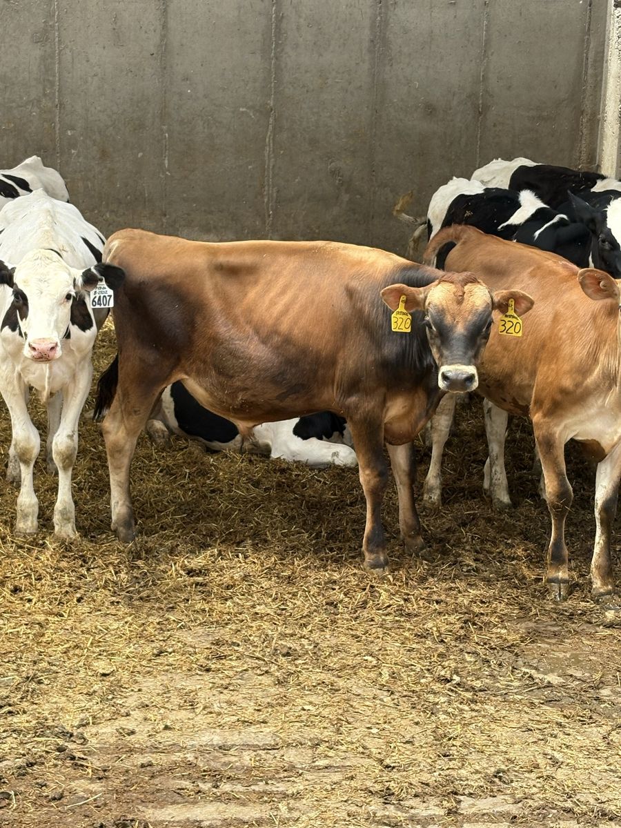 9-Month-Old Registered Jersey Bull Calf (Embryo Transfer, Sired by Victorious)