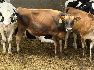 9-Month-Old Registered Jersey Bull Calf (Embryo Transfer, Sired by Victorious)