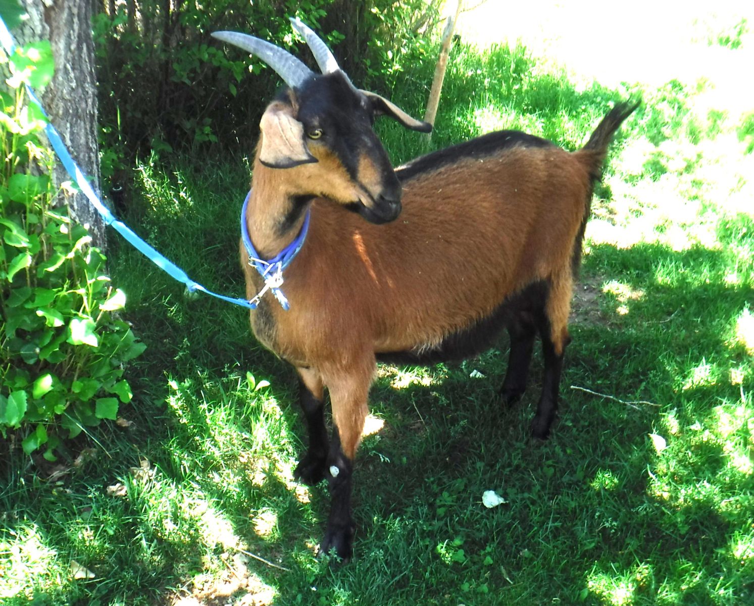 Alpine / Nubian yearling dairy milk goat  $375