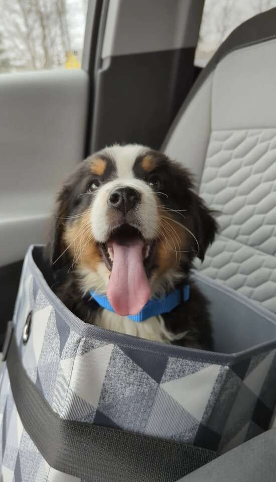 3 precious little angels left looking for a loving home Bernese Mountain Dog puppies