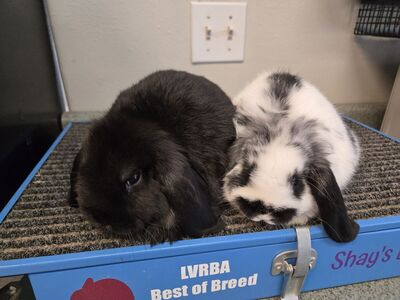 2 purebred Mini Lop girls