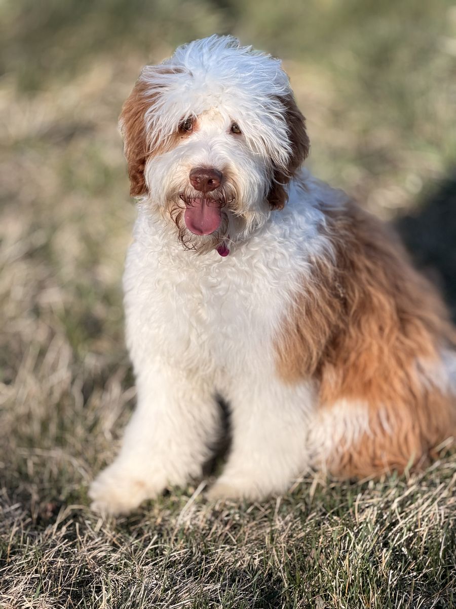 Mini bernedoodle (Guardian Family)