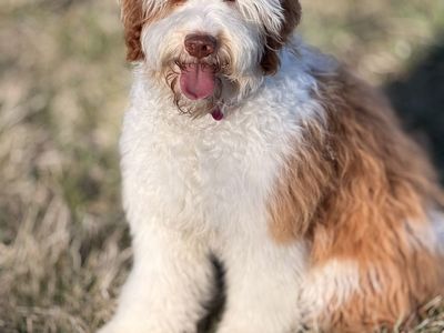 Mini bernedoodle (Guardian Family)