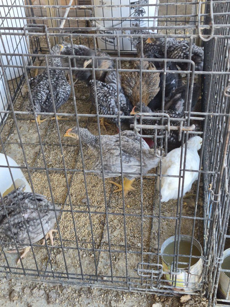 Chicks For Sale!  
Most Barred Rock ( PureBred, 1/2 Barred ,3/4 Barred Rock