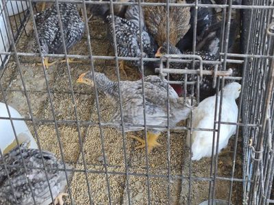 Chicks For Sale!
Most Barred Rock ( PureBred, 1/2 Barred ,3/4 Barred Rock