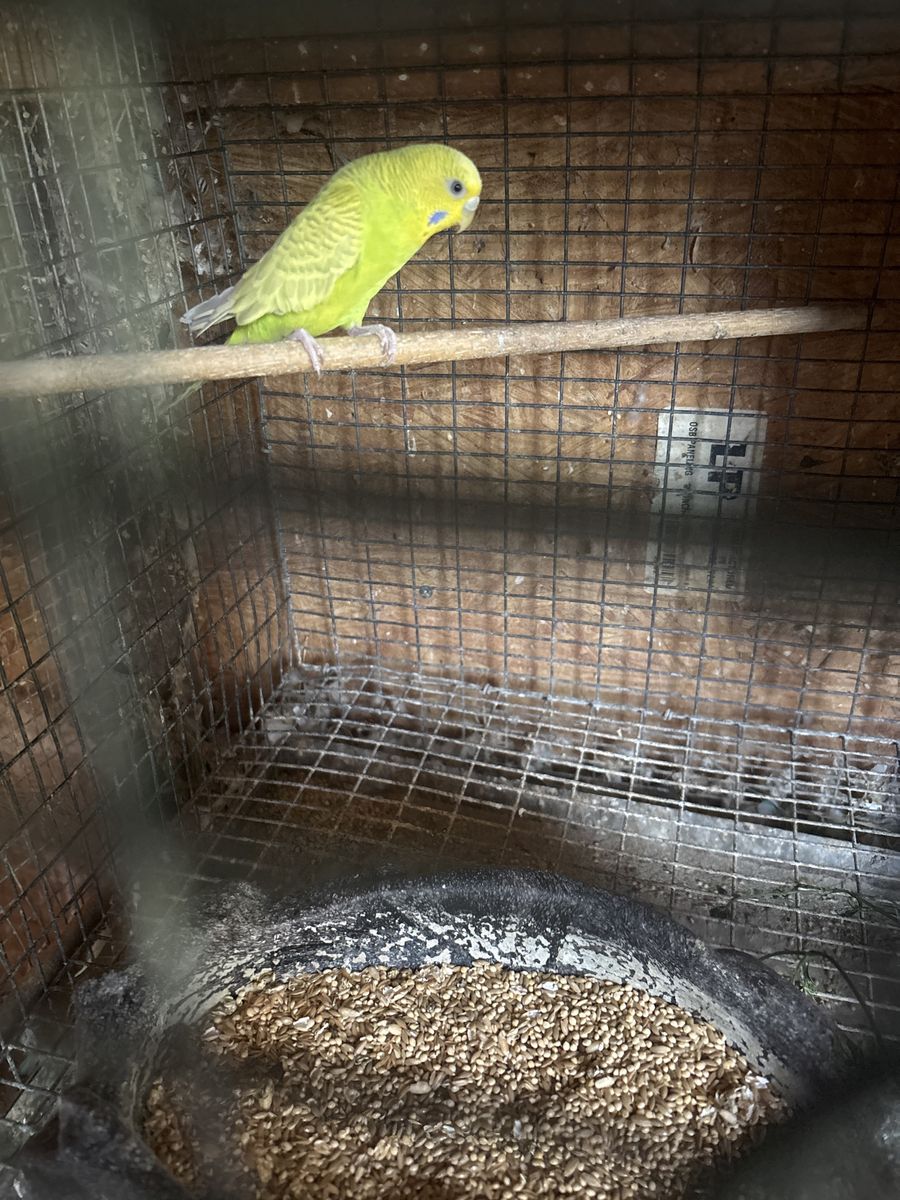 Parakeet for sale with cage $50.00