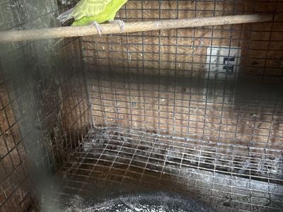 Parakeet for sale with cage $50.00