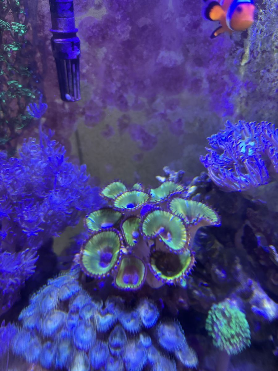 CHEAP CORALS