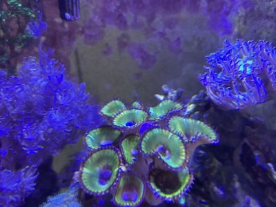 CHEAP CORALS