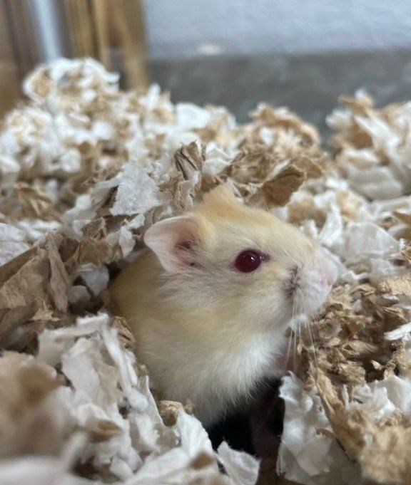 Sheila the Russian dwarf hamster