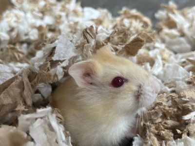 Sheila the Russian dwarf hamster