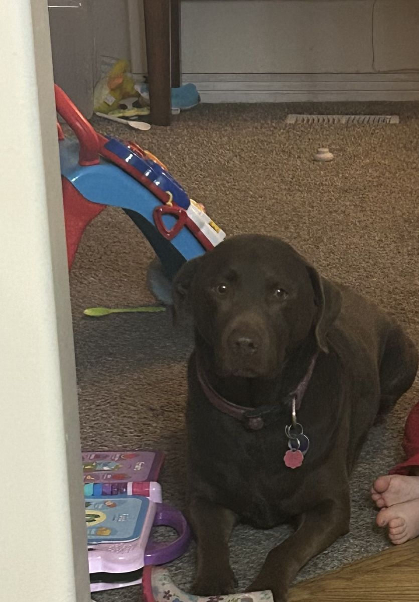 Chocolate Lab