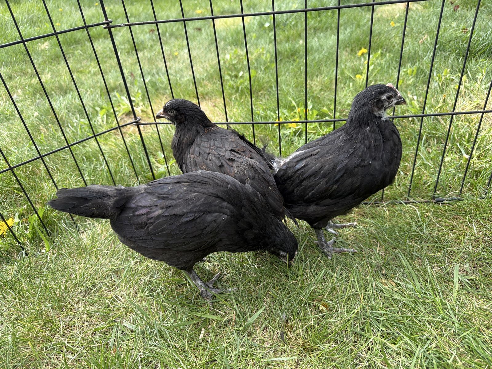 Black Copper Maran Pullets