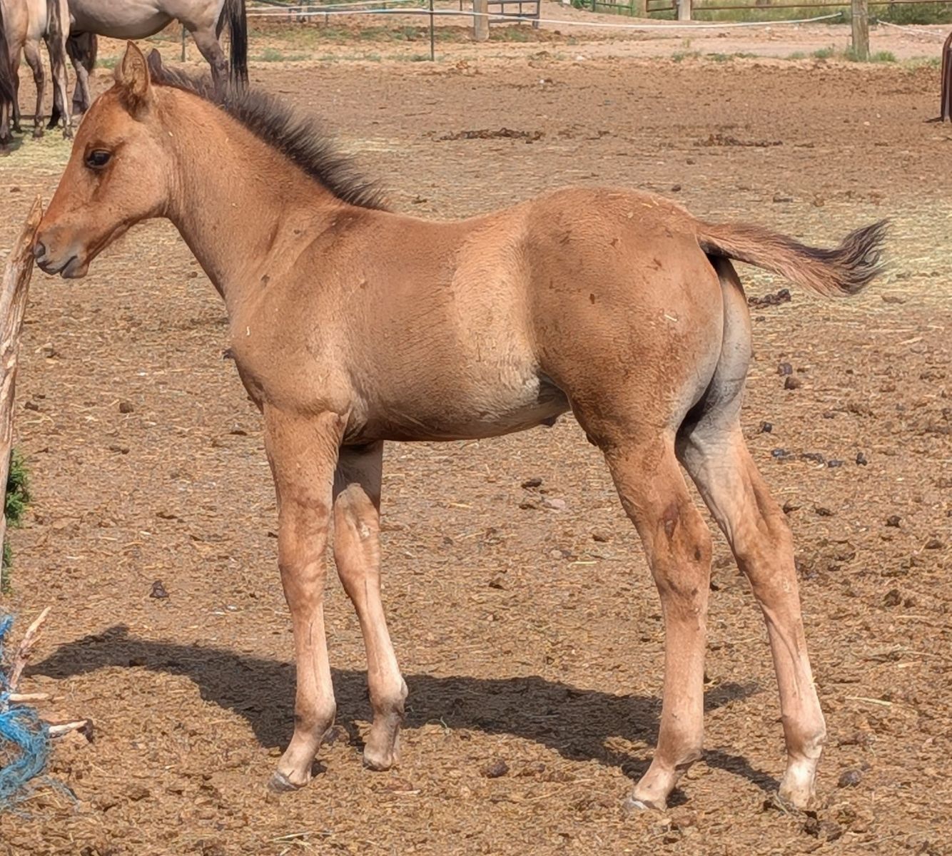 Bay Dun weanling Stud AQHA, Reminic Black Weasel Snipper Music
