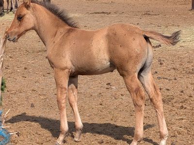 Bay Dun weanling Stud AQHA, Reminic Black Weasel Snipper Music