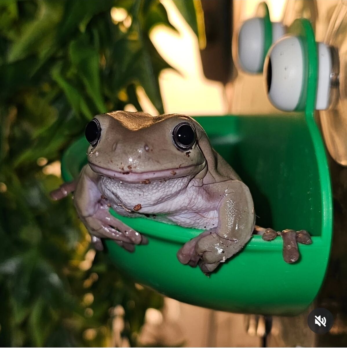 Blue eyed whites tree frog