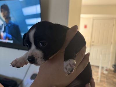 Chihuahuas for sale