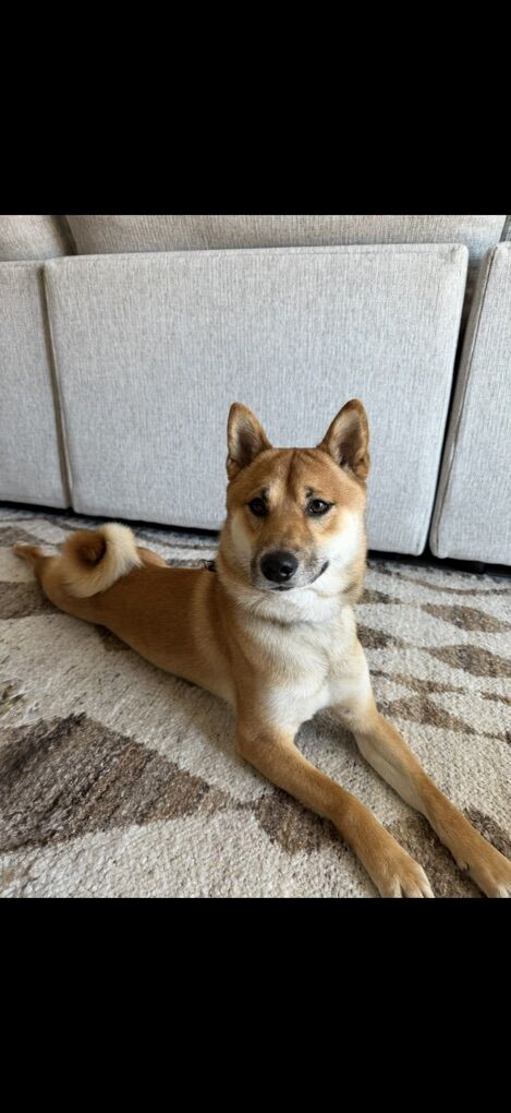 Male Shiba Inu Papered