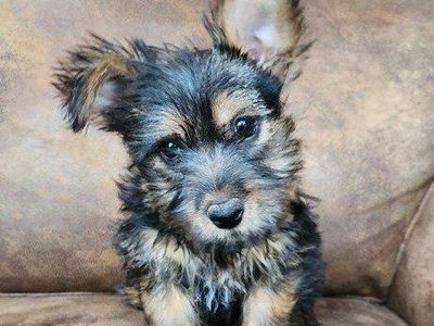 AKC Norwich Terrier - Champion parents