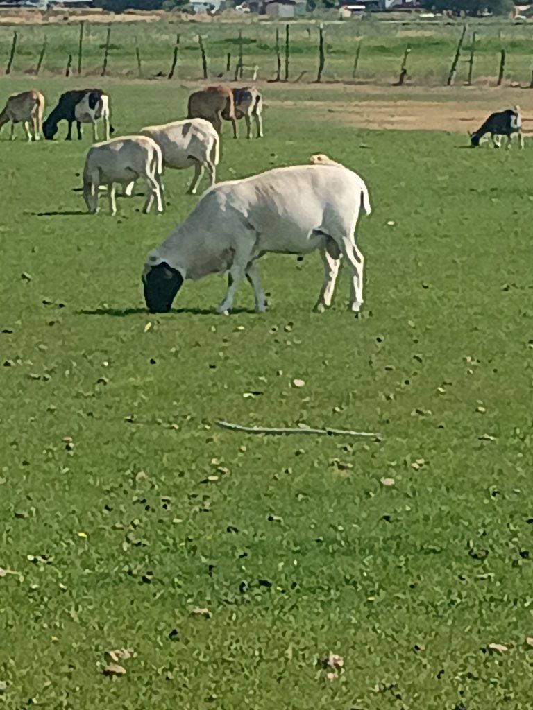 long yearling dorper buck