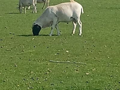 long yearling dorper buck
