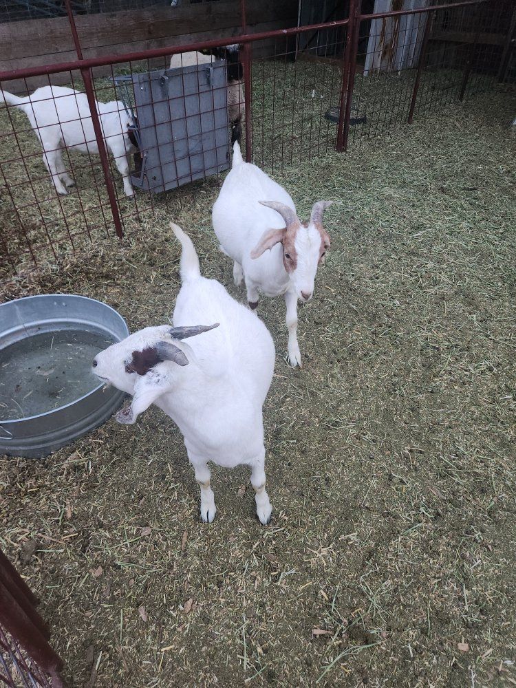 4H goats
