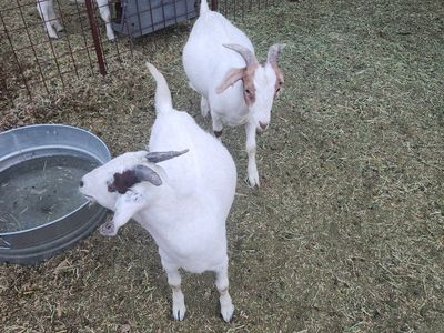 4H goats