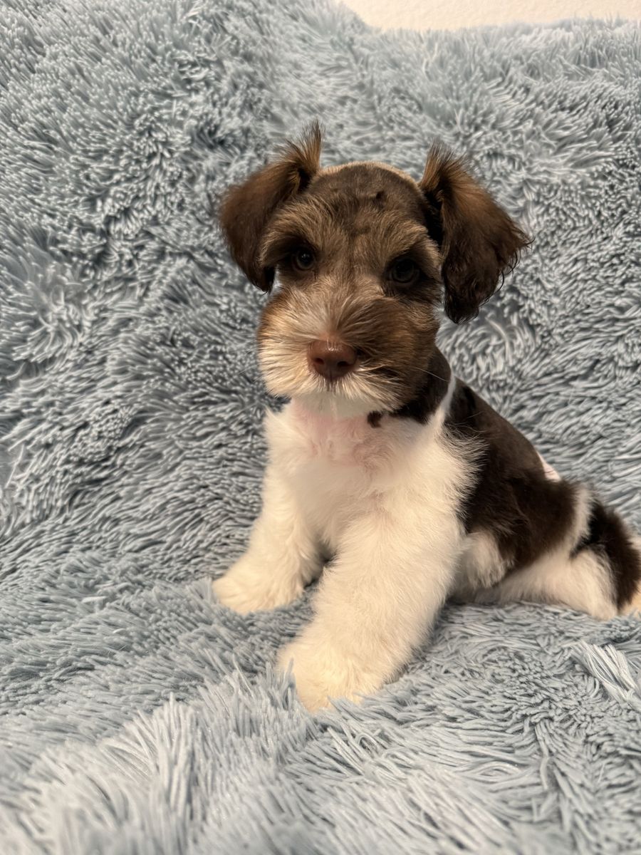 Miniature Schnauzer Male