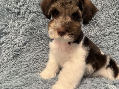 Miniature Schnauzer Male