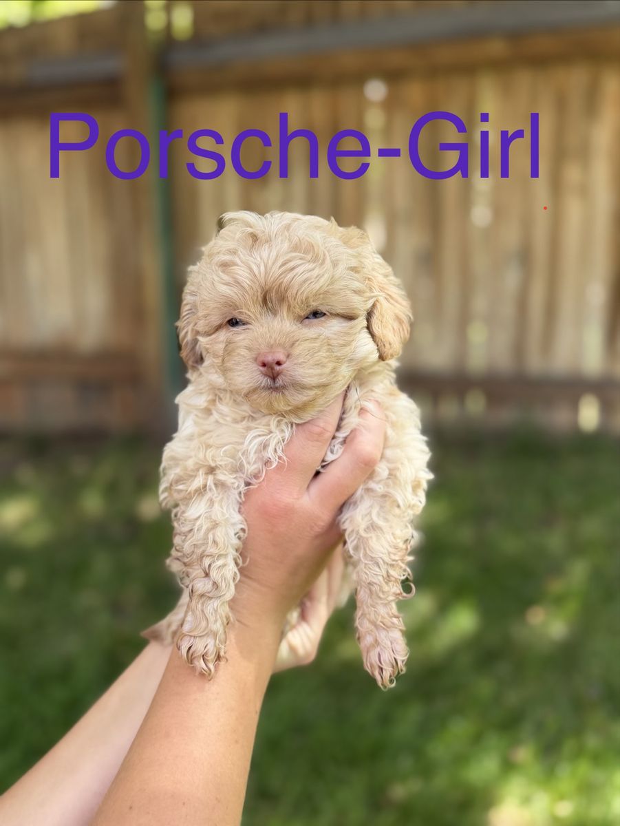 Maltipoo Toy Poodle Puppies