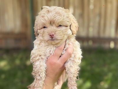 Maltipoo Toy Poodle Puppies