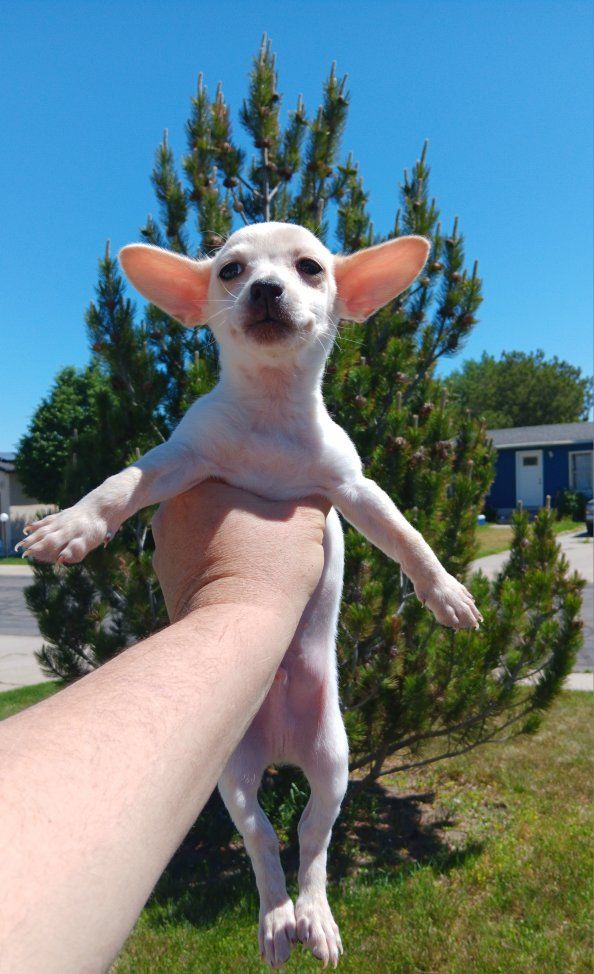 2) Perfect Tiny Deer Chihuahua Puppies. Pure White/ Peach Male. Blue/ Tan Merle Female. (Free Delivery)