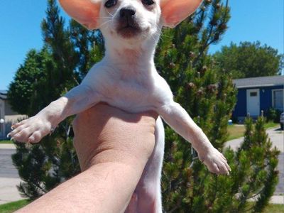 2) Perfect Tiny Deer Chihuahua Puppies. Pure White/ Peach Male. Blue/ Tan Merle Female. (Free Delivery)