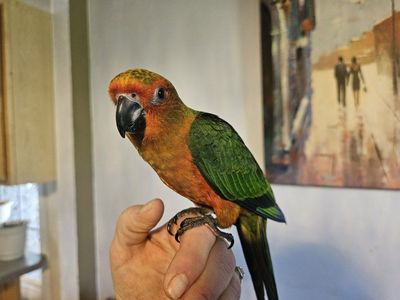 Tame Baby Sun-Jenday Conure (Sunday Conure)