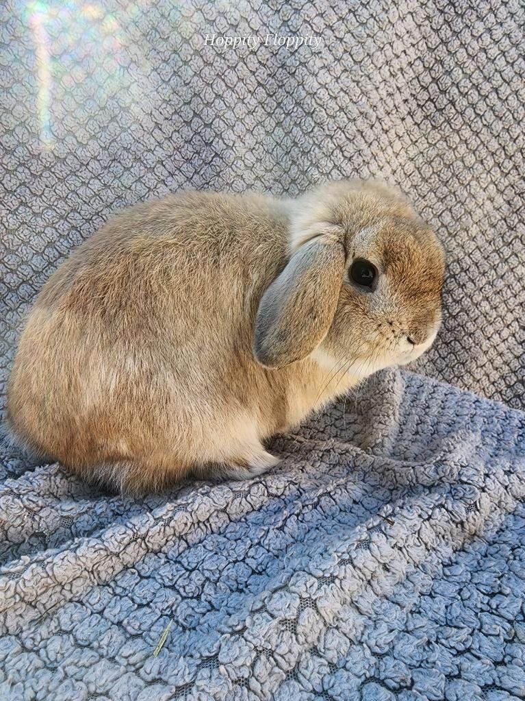 'Sunlight' Fawn Holland Lop Buck