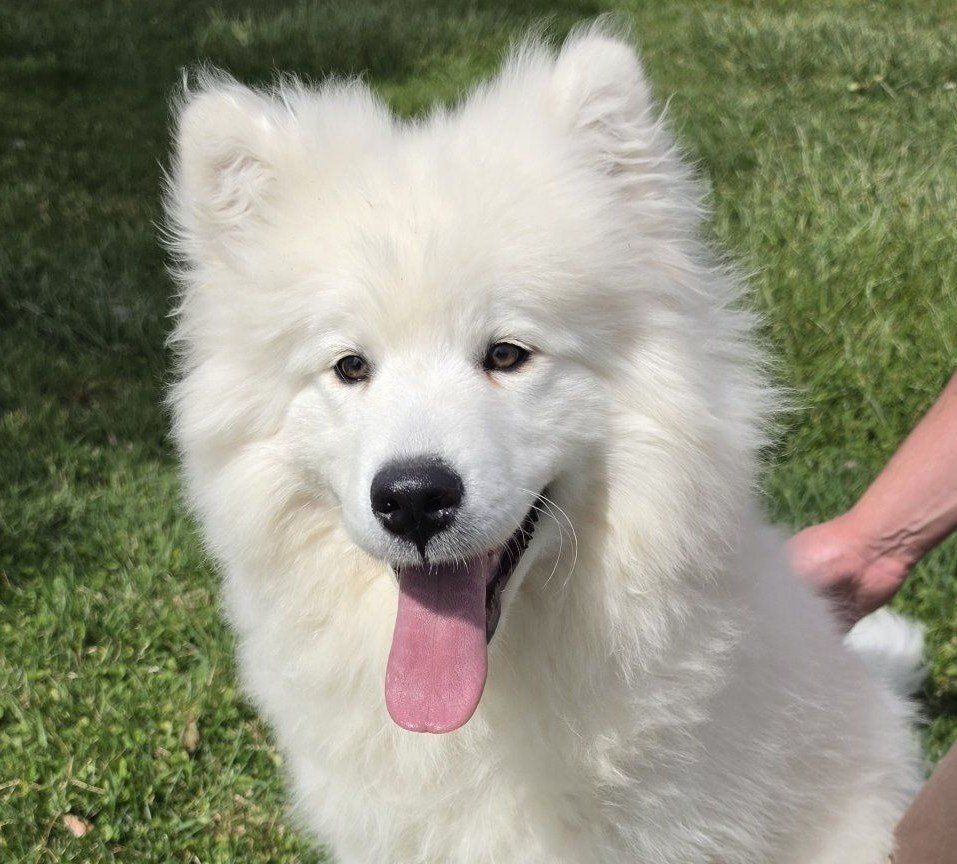 AKC Samoyed puppy