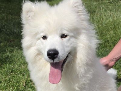 AKC Samoyed puppy