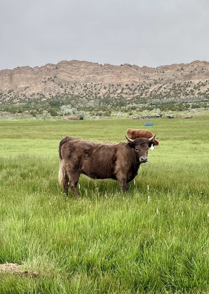 Highland White Park Cross Heifer