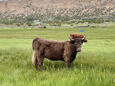 Highland White Park Cross Heifer