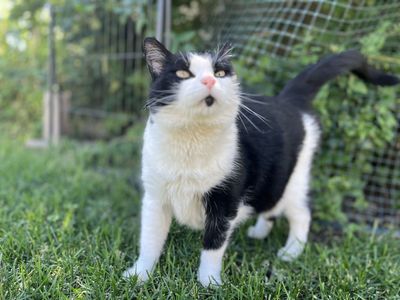 Missing cat Bluffdale Utah