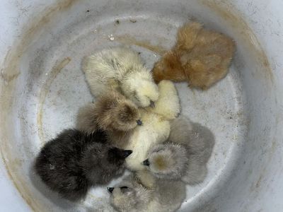 Silkie Chicks SALE